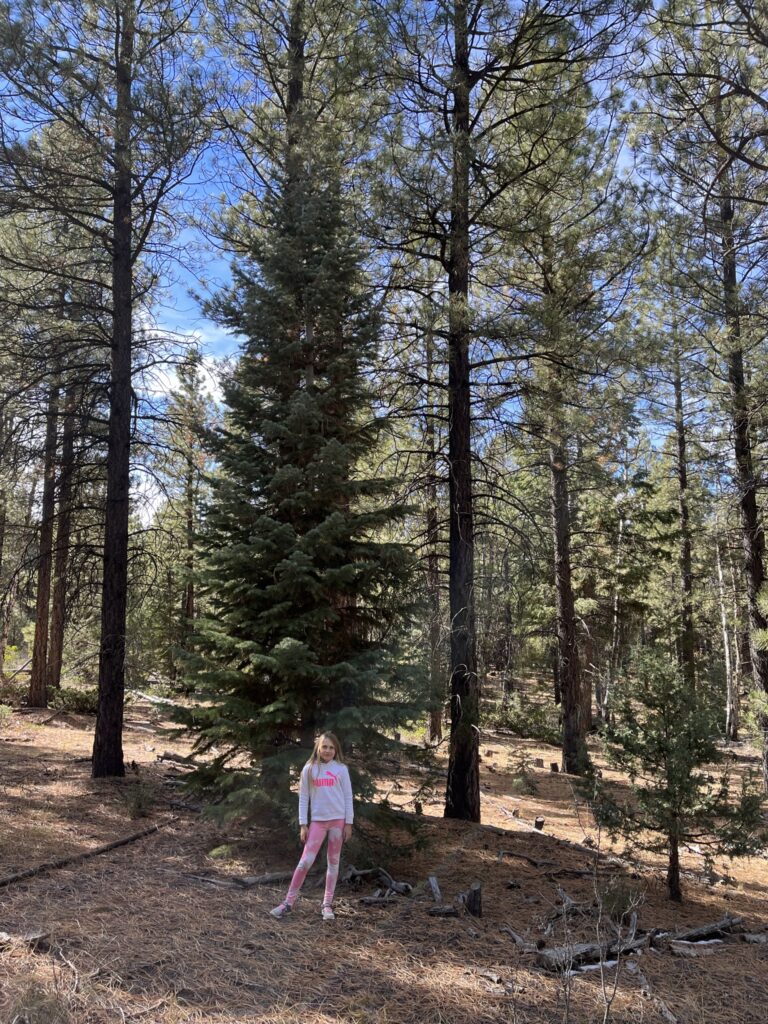 christmas tree selection in utah 2022