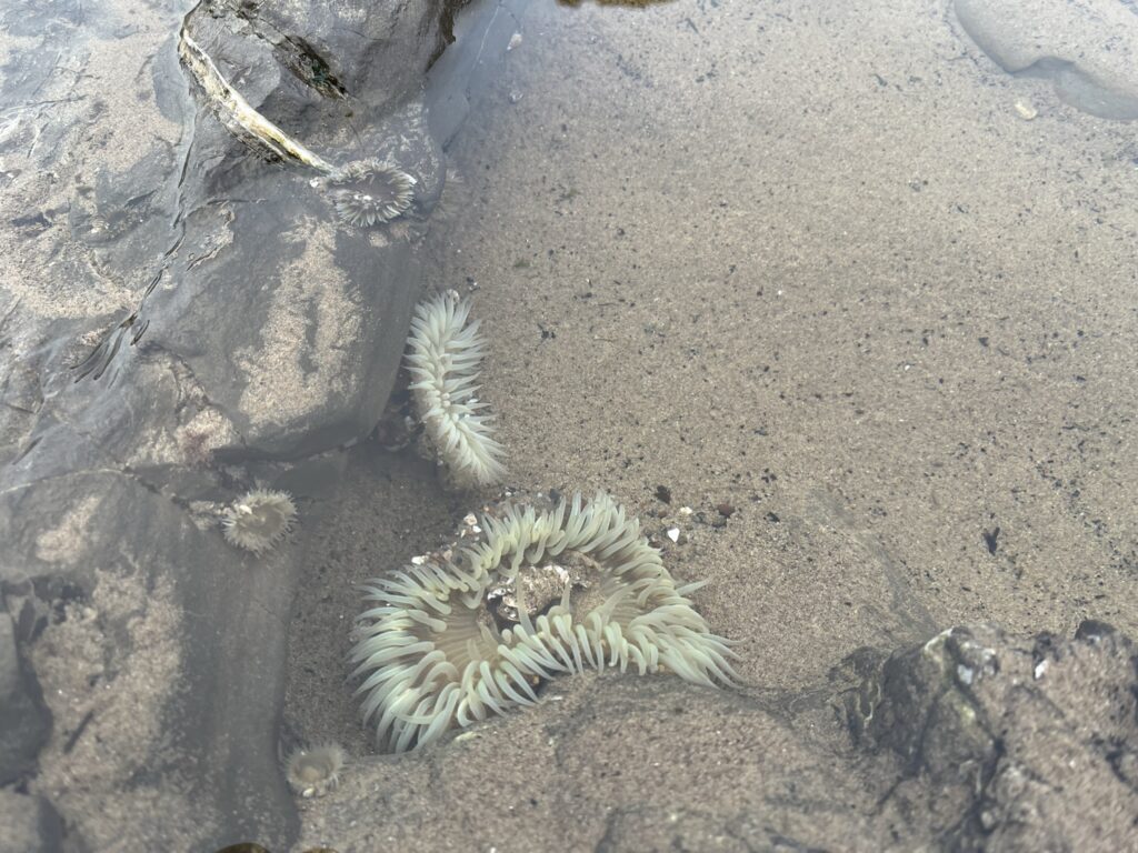 carpinteria tide pool